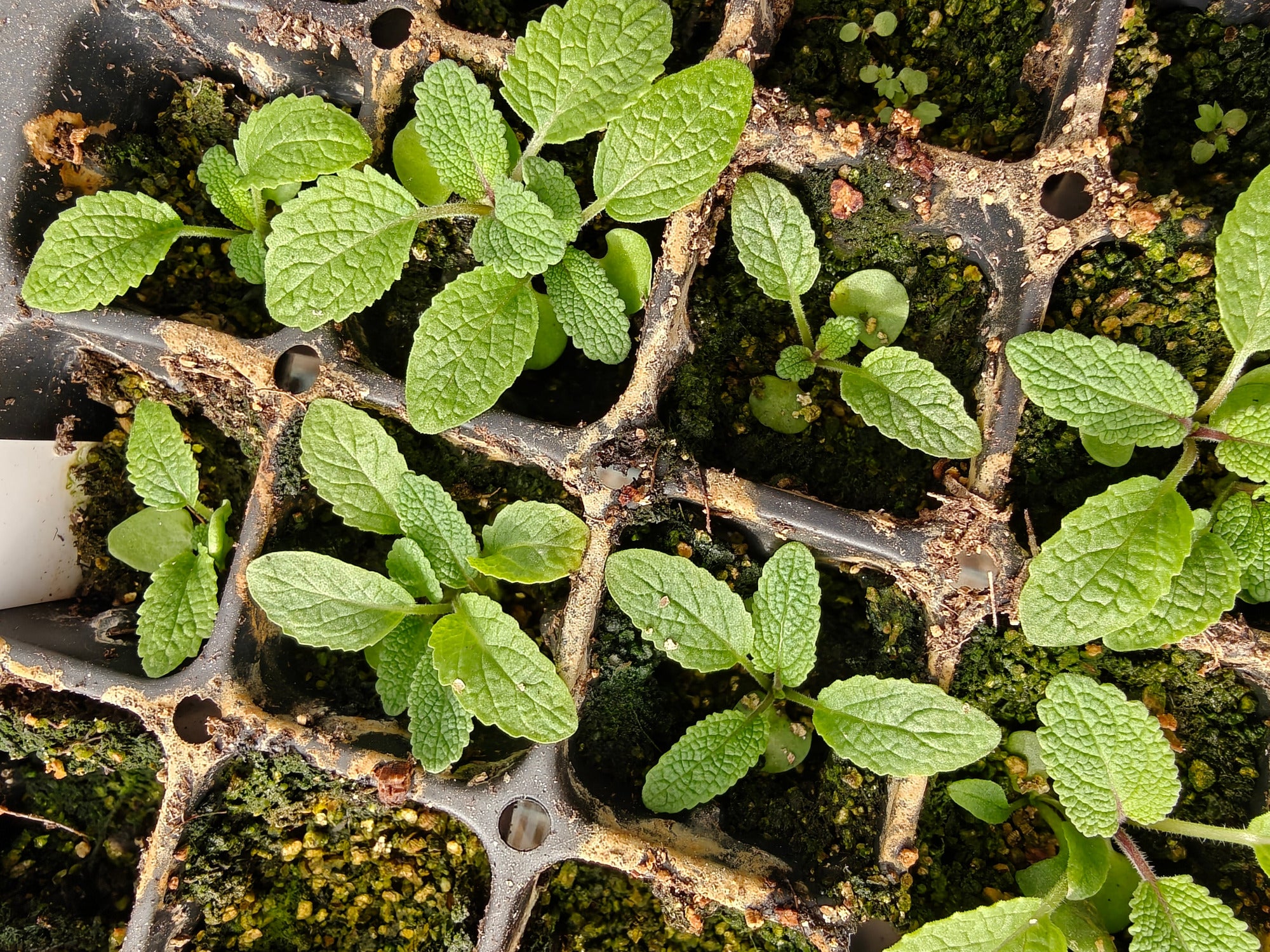 Small green Salvia nutans seedlings growing in a nursery cell tray.