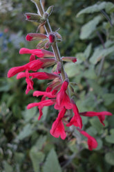 Salvia darcyi (Mexican sage) flowers