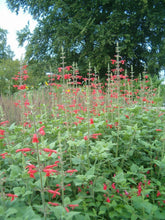 Salvia darcyi (Mexican sage) in full bloom