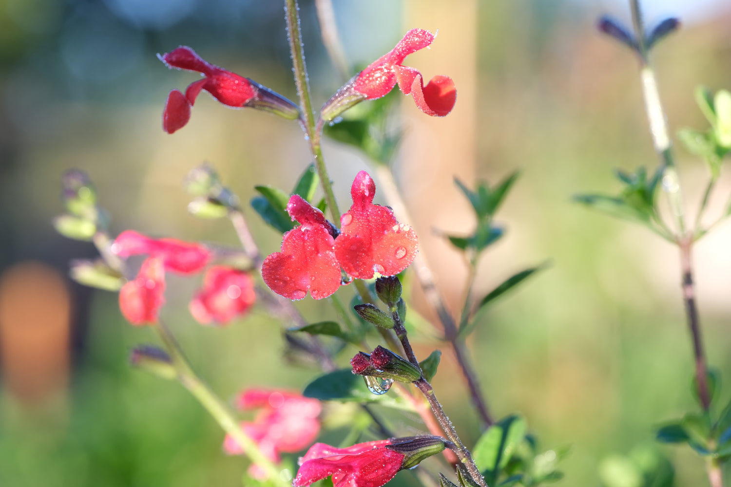 Salvia greggii &