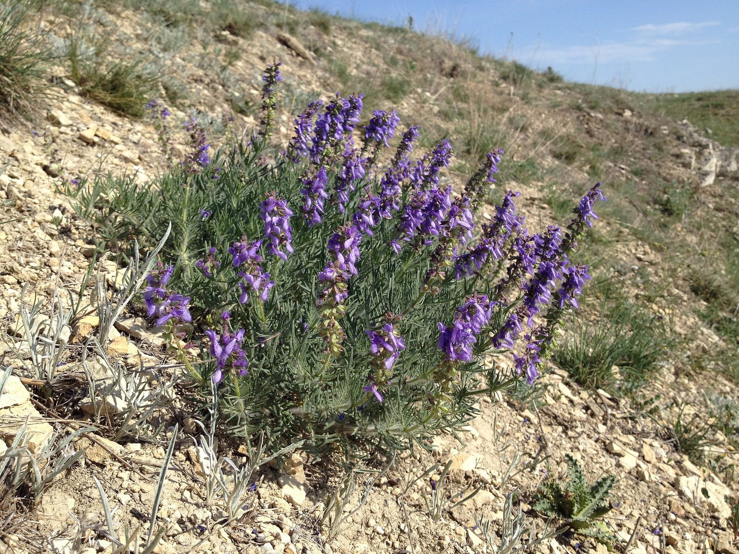 Salvia jurisicii (Yugoslavian cutleaf sage)