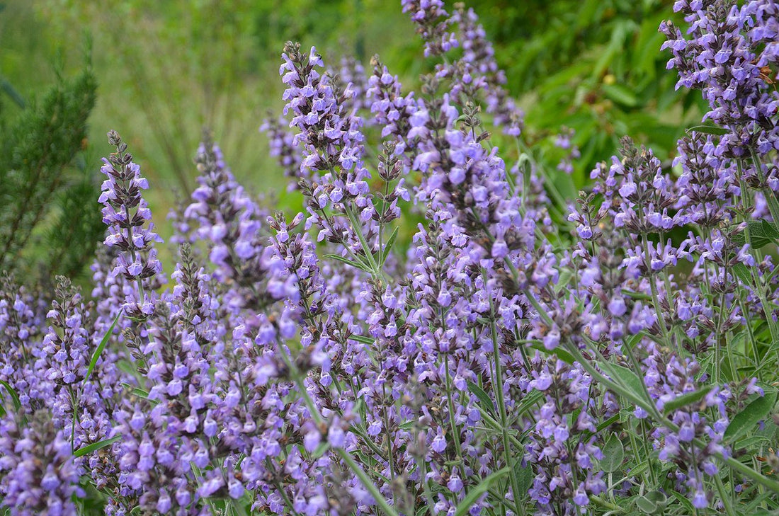 Salvia lavandulifolia (Spanish sage) in bloom