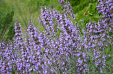 Salvia lavandulifolia (Spanish sage) in bloom