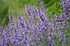 Salvia lavandulifolia (Spanish sage) in bloom