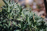 Salvia lavandulafolia foliage 