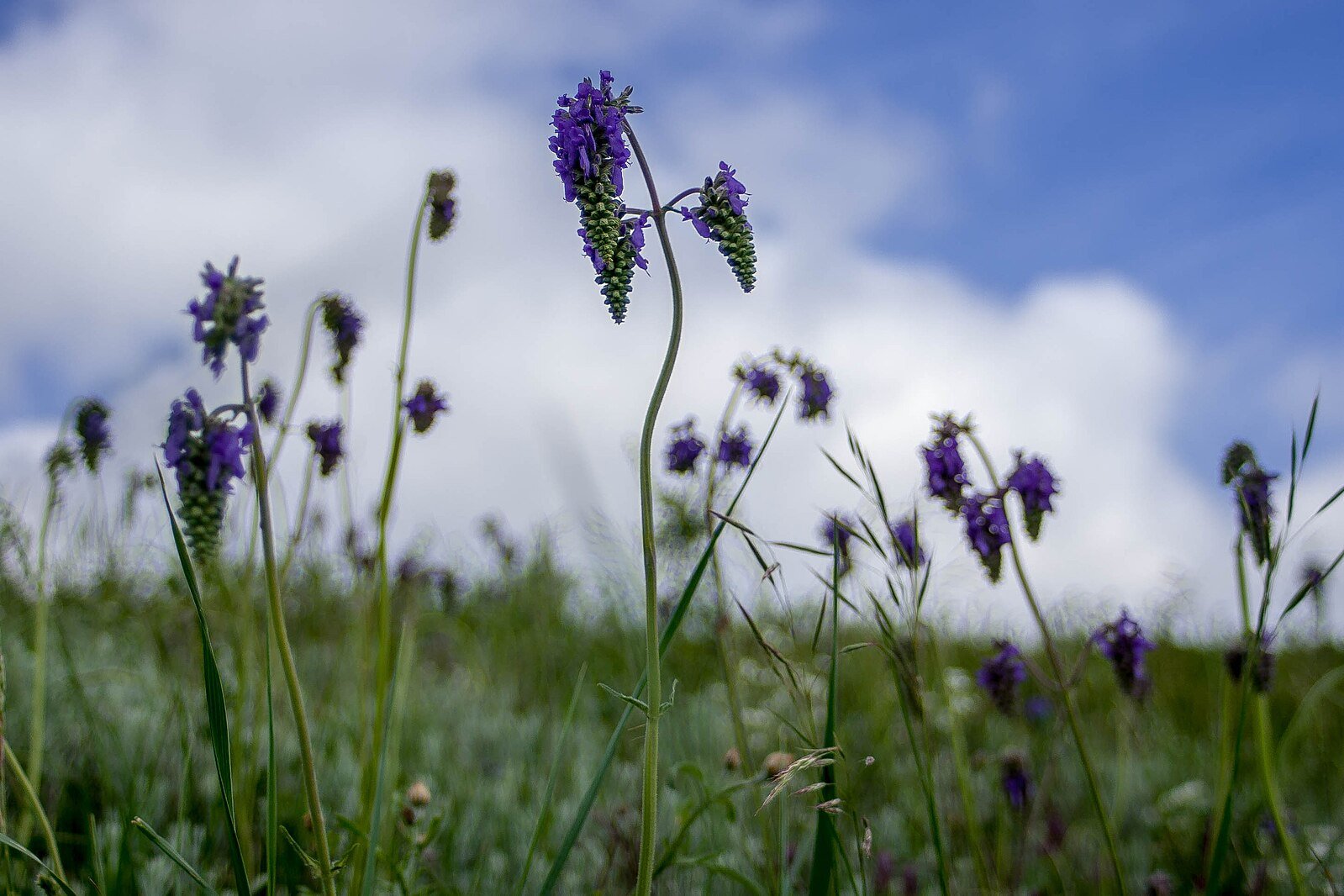 Salvia nutans (nodding sage)