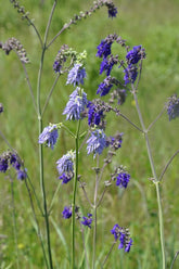 Salvia nutans (nodding sage) in field