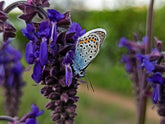 Salvia nutans (nodding sage) with buttefly