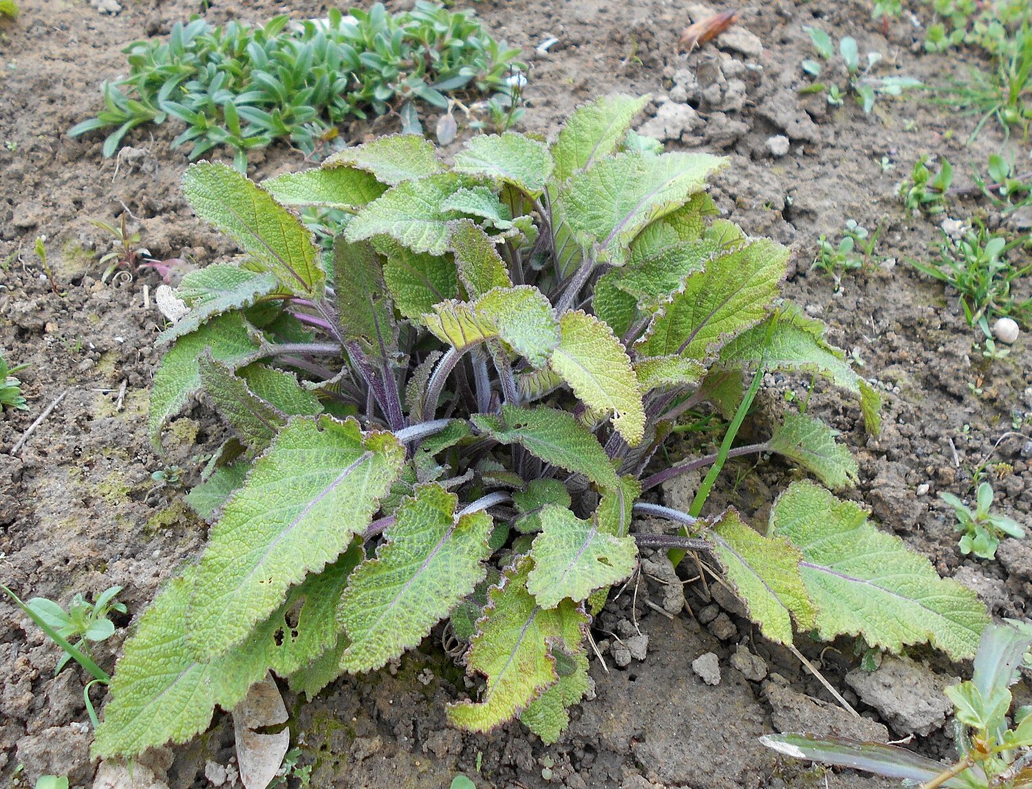 Salvia nutans (nodding sage) foliage