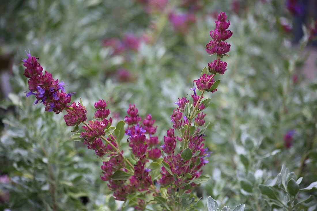 Salvia pachyphylla (rose sage) flowers