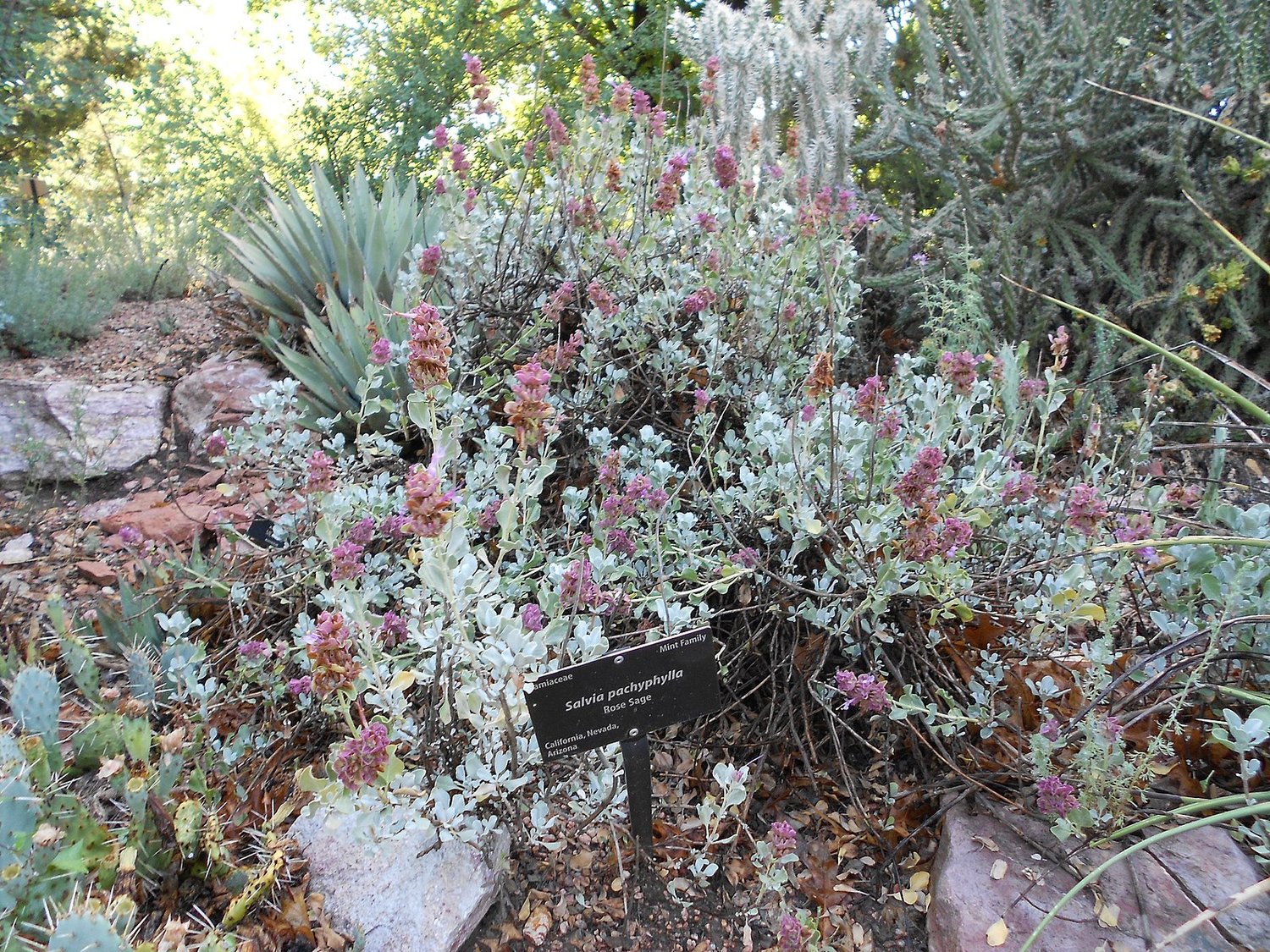 Salvia pachyphylla (rose sage) in garden