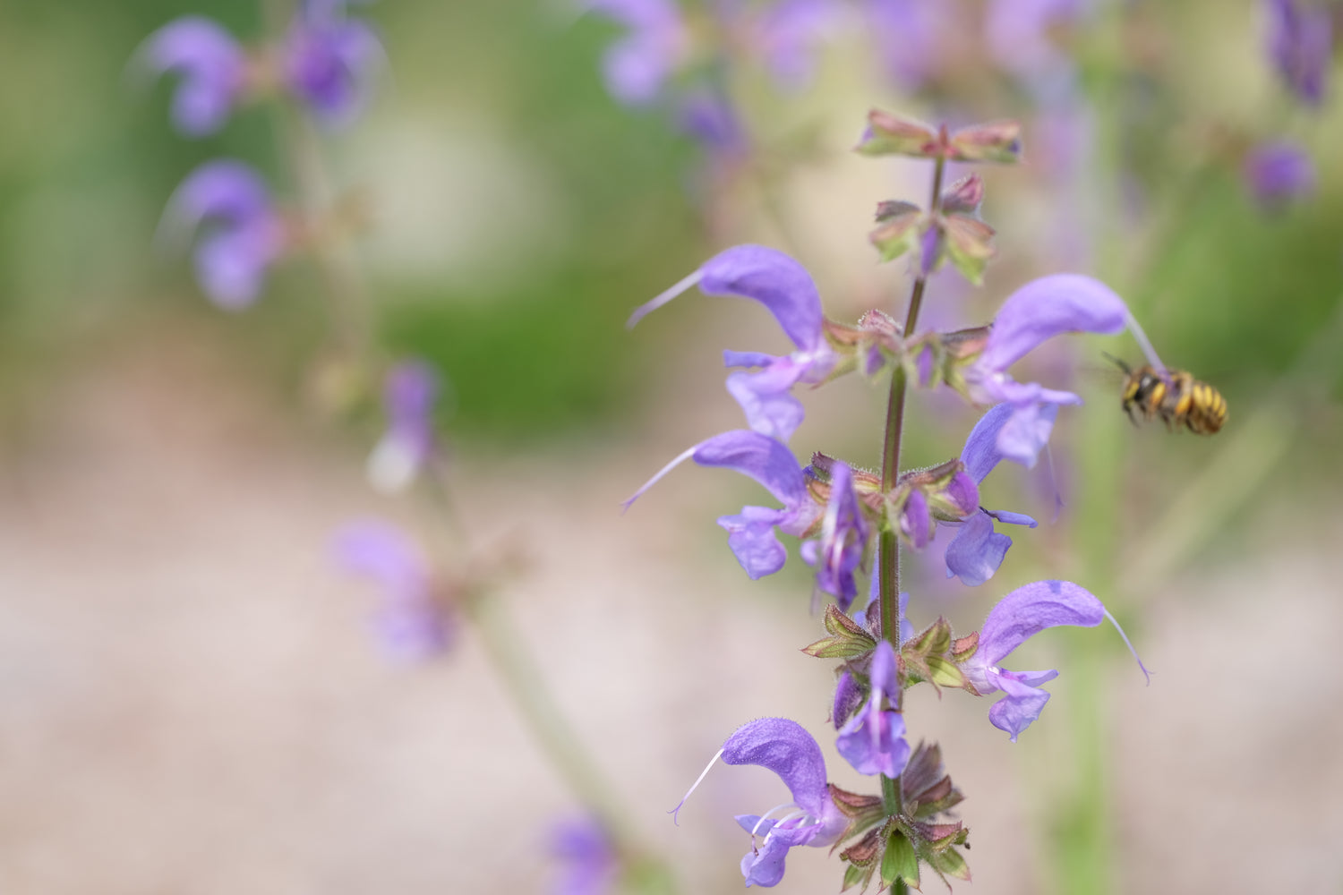 Salvia pratensis (meadow clary) with pollinator