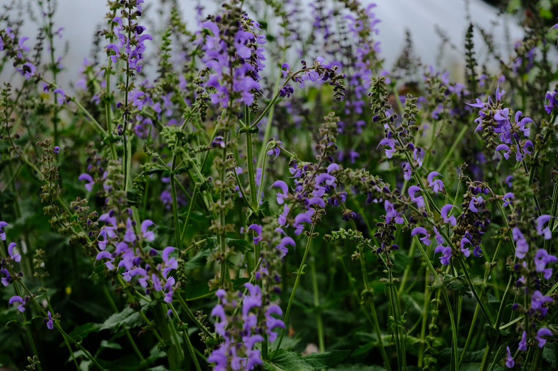 Salvia pratensis blooming heavily in the May garden at The Old Dairy Nursery 