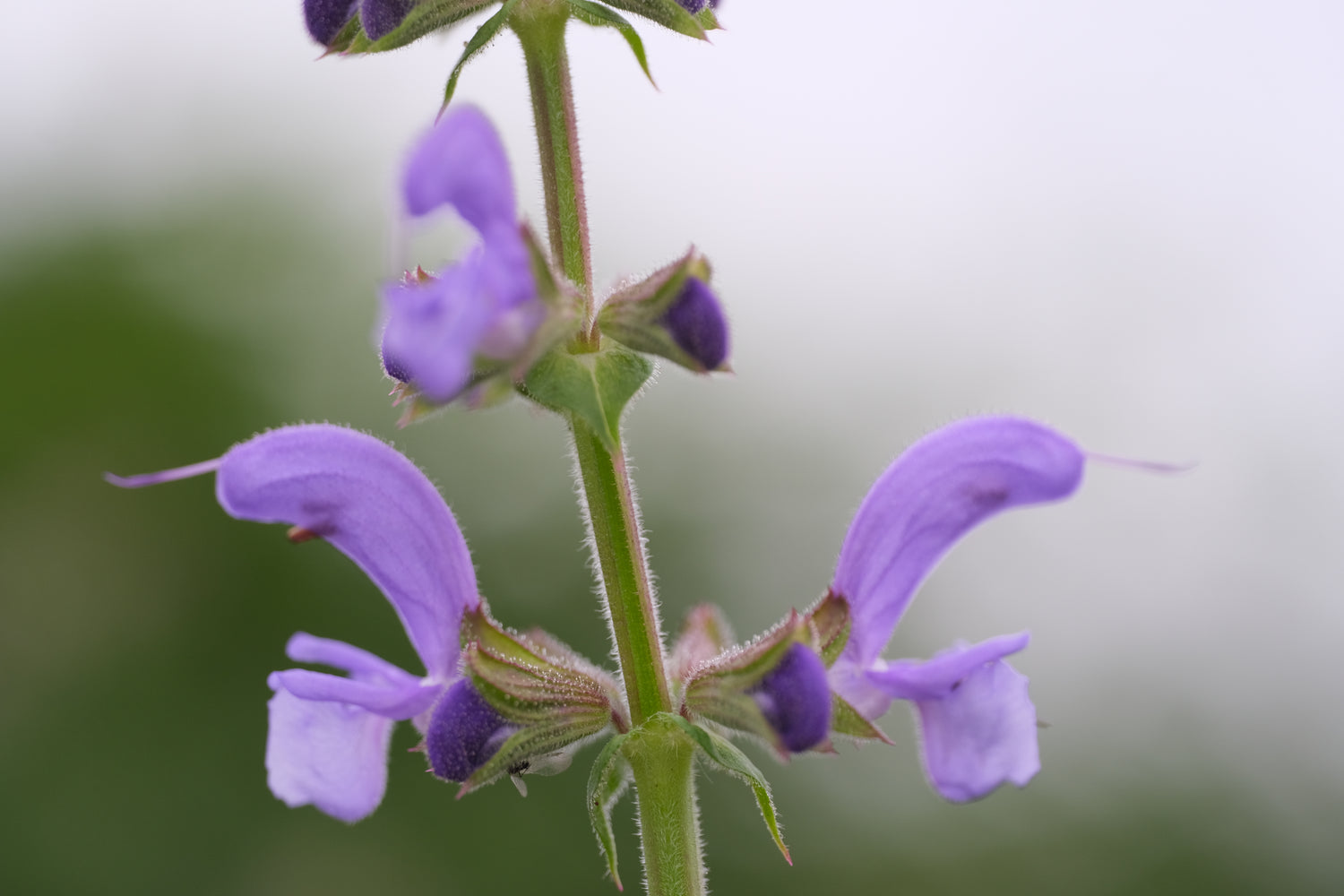 Salvia pratensis (meadow clary) close up of flowers