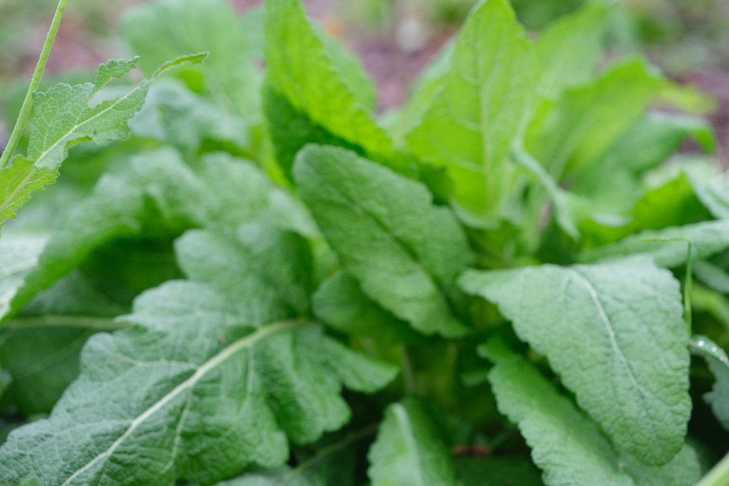 Salvia pratensis (meadow clary) foliage