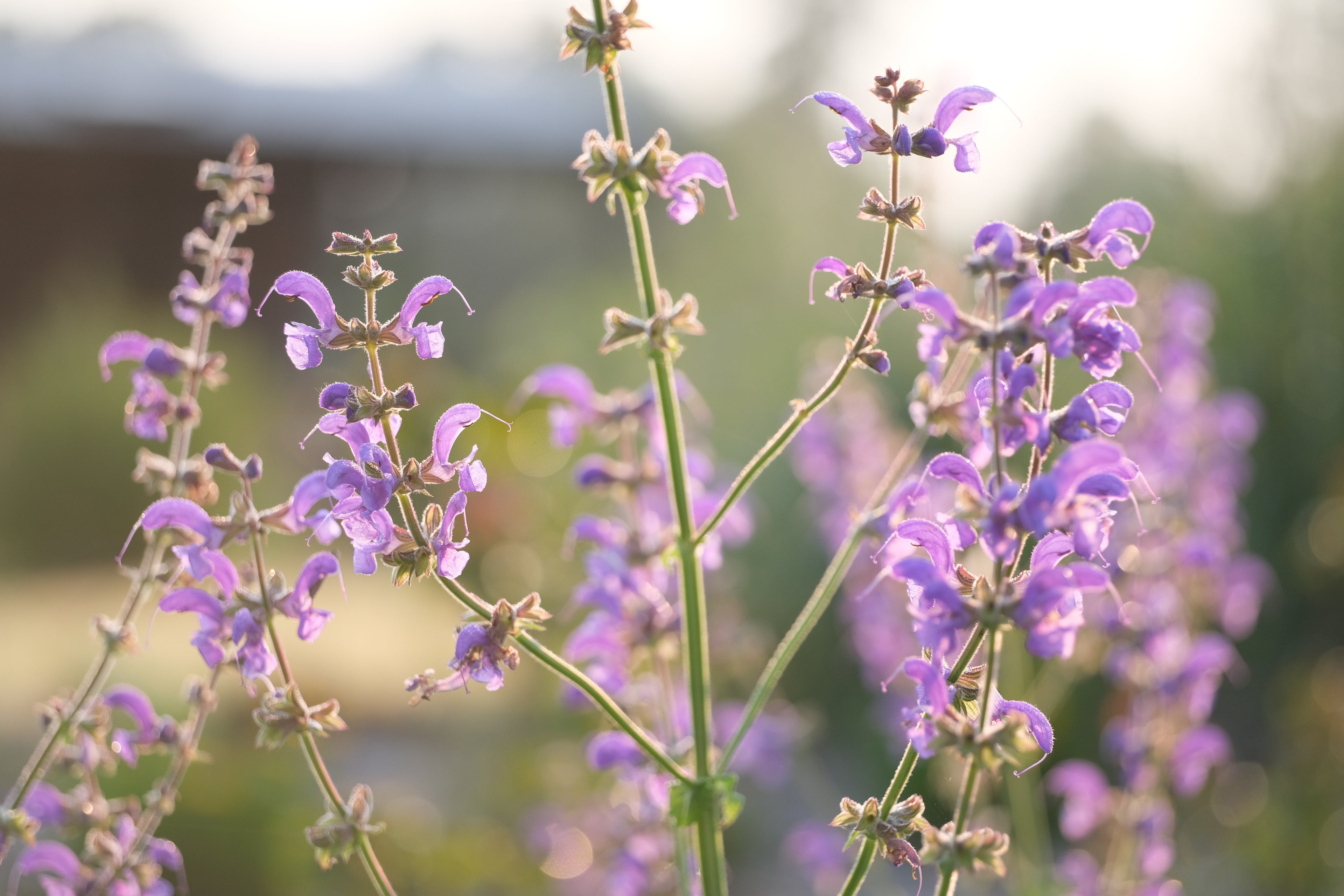 Salvia pratensis (meadow clary) in bloom