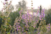 Salvia pratensis (meadow clary) in garden