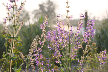 Salvia pratensis (meadow clary) in garden