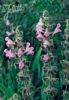 Salvia recognita (Turkish cliff sage)