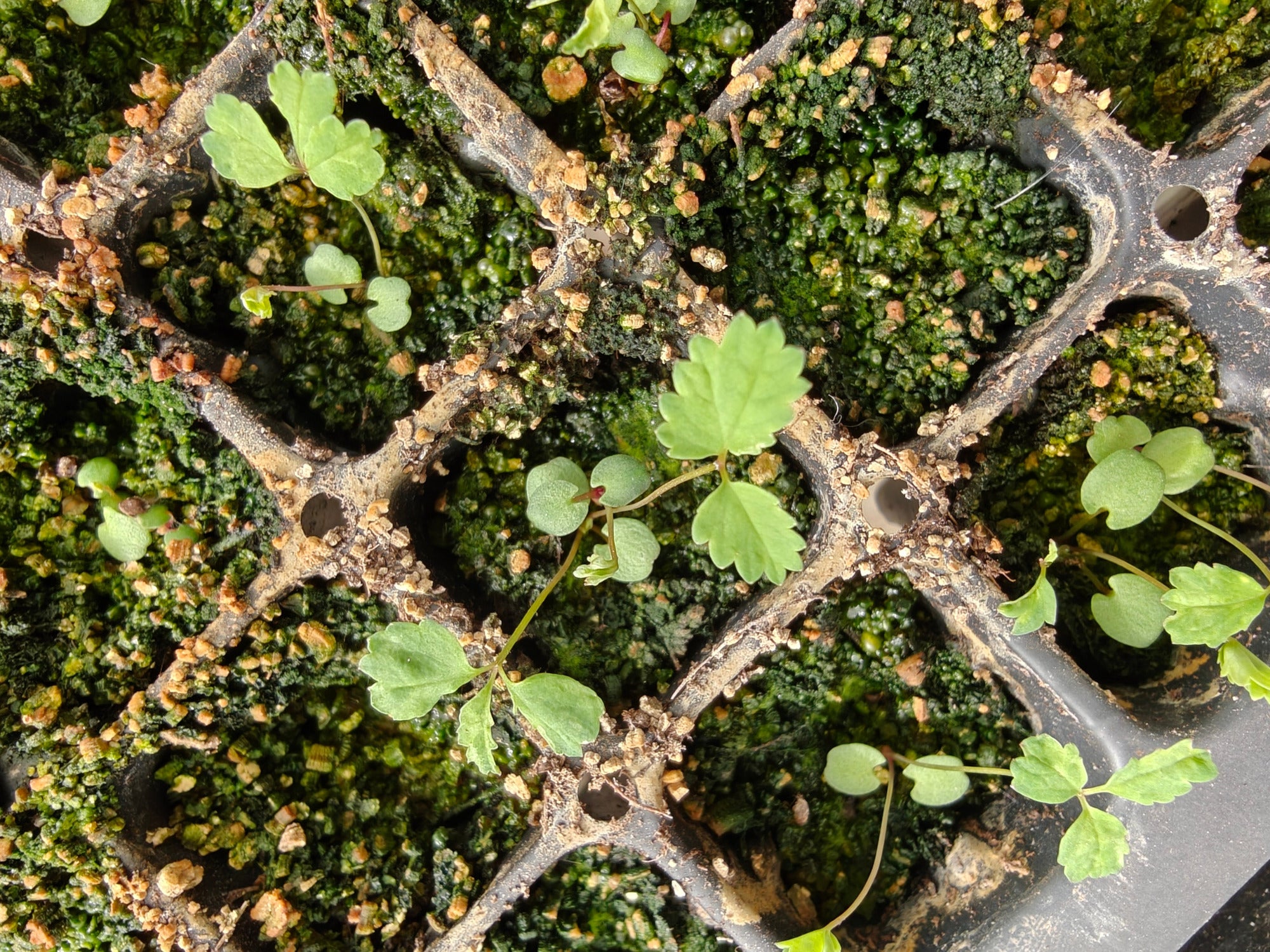 Sanguisorba officinalis seedlings in a black cell tray with soil