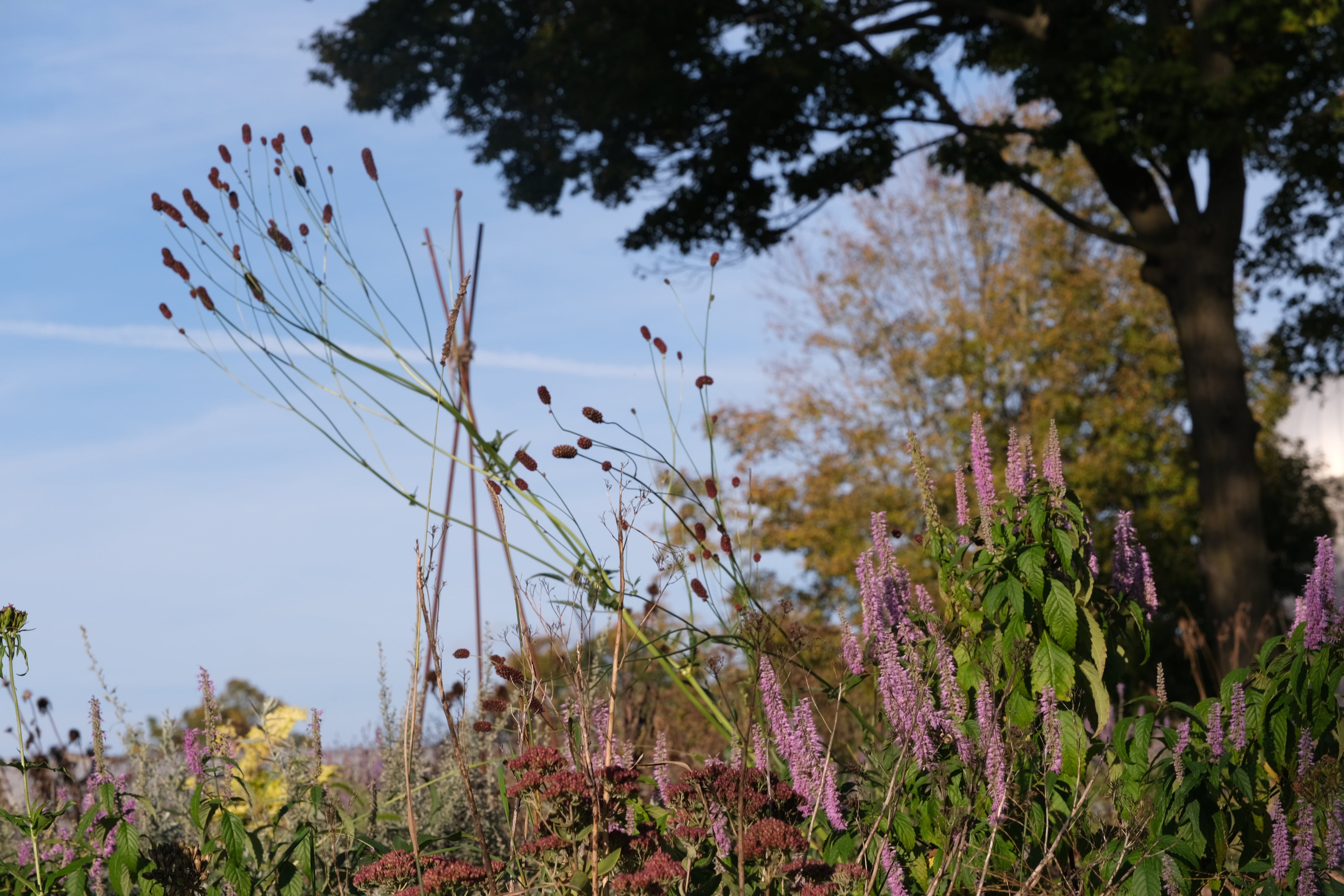 Sanguisorba menziesii (Menzies&