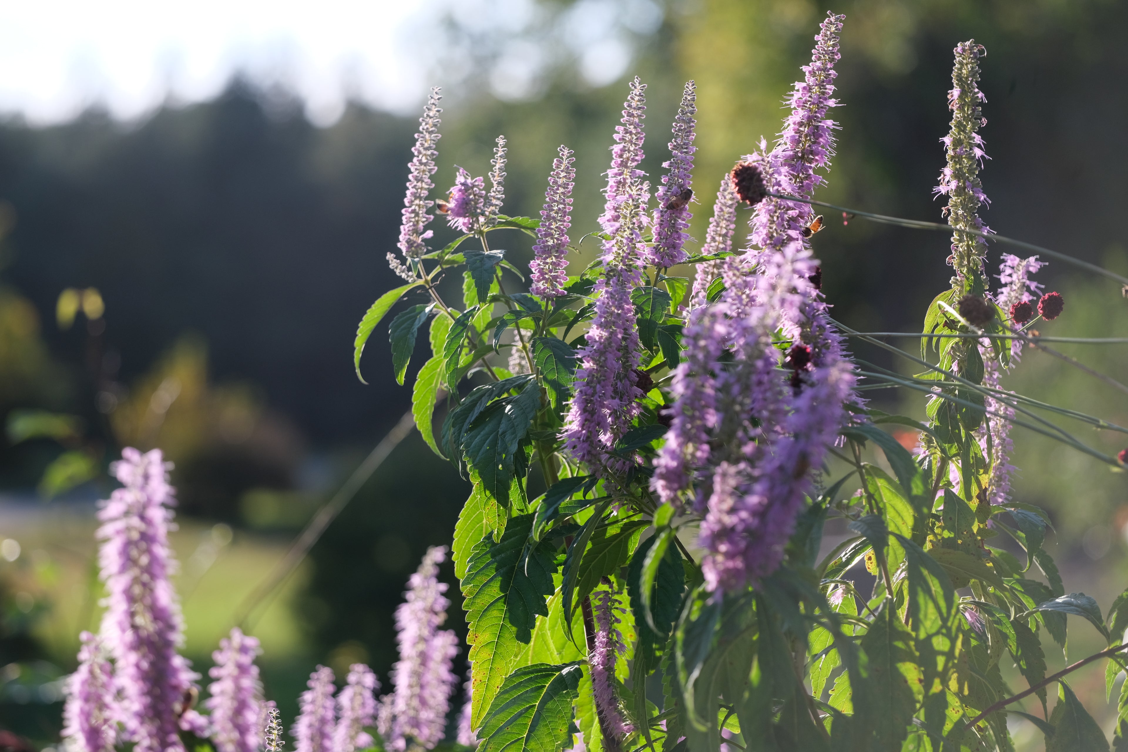 Elsholtzia stauntonii (Chinese mint shrub)