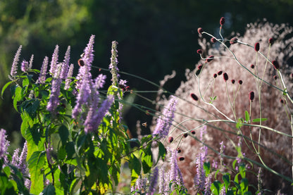 Sanguisorba menziesii (Menzies&