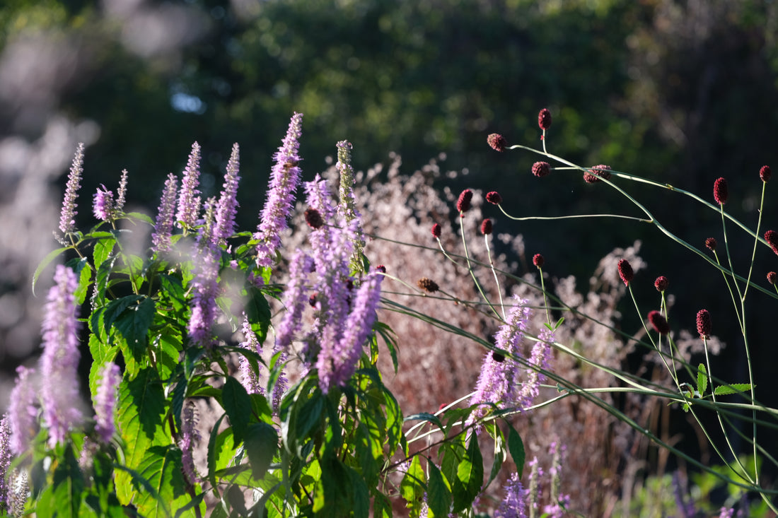 Elsholtzia stauntonii (Chinese mint shrub) blooming in the fall garden