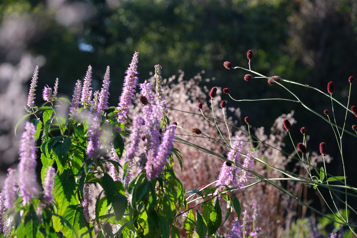 Elsholtzia stauntonii (Chinese mint shrub) blooming in the fall garden