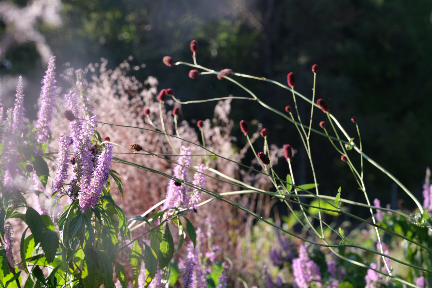 Image of fall garden at The Old Dairy Nursery including Sanguisorba menzeisii and Elsholtzia stauntonii