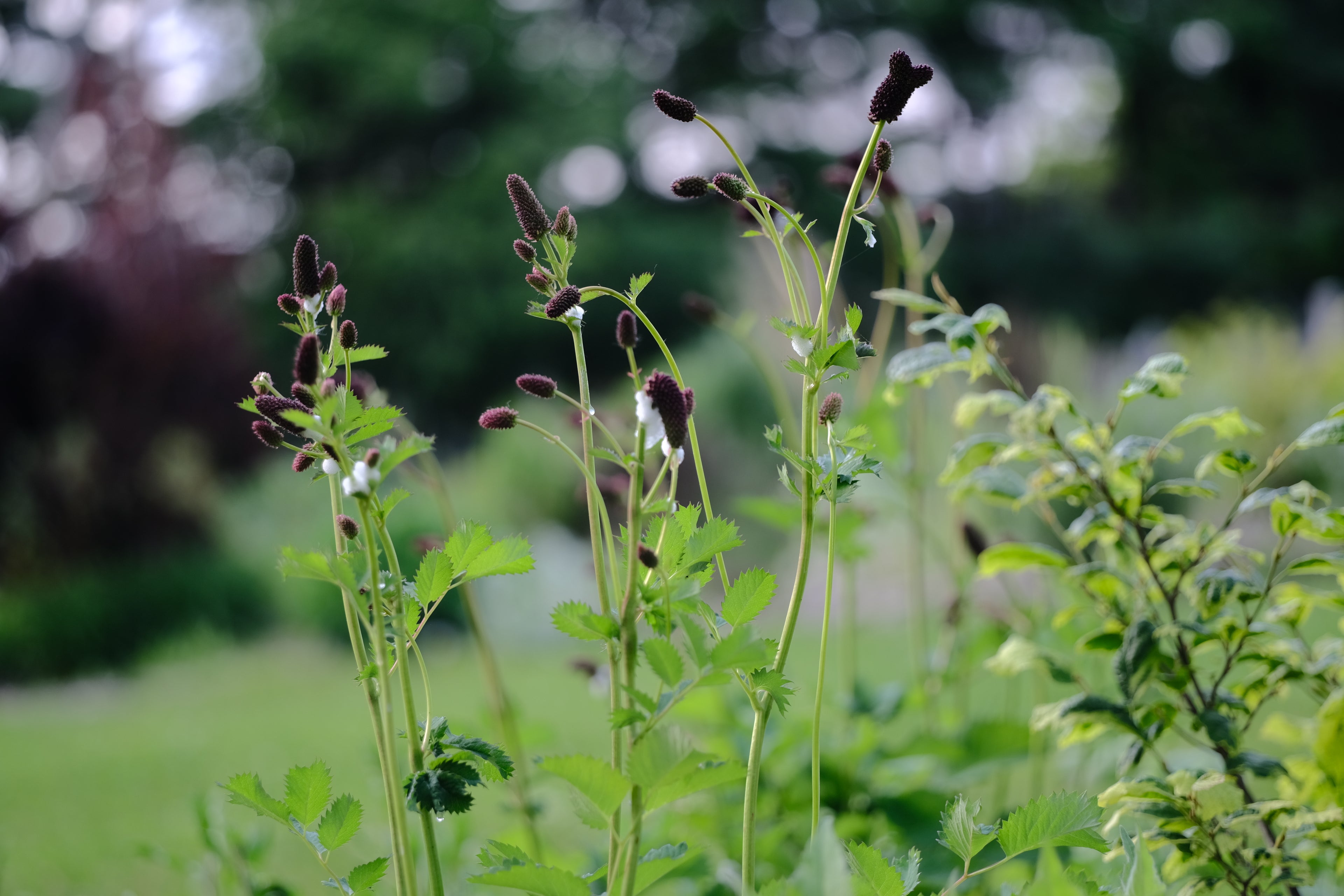 Sanguisorba menziesii