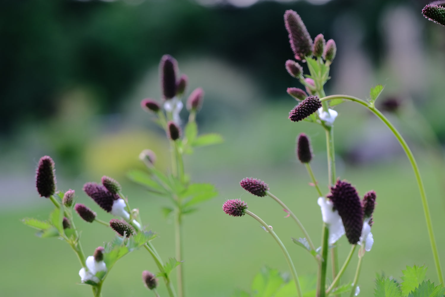 Sanguisorba menziesii buds about to burst into bloom
