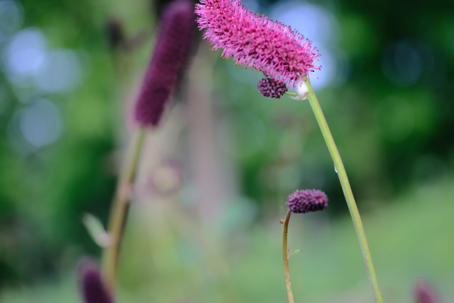 Sanguisorba menziesii bloom