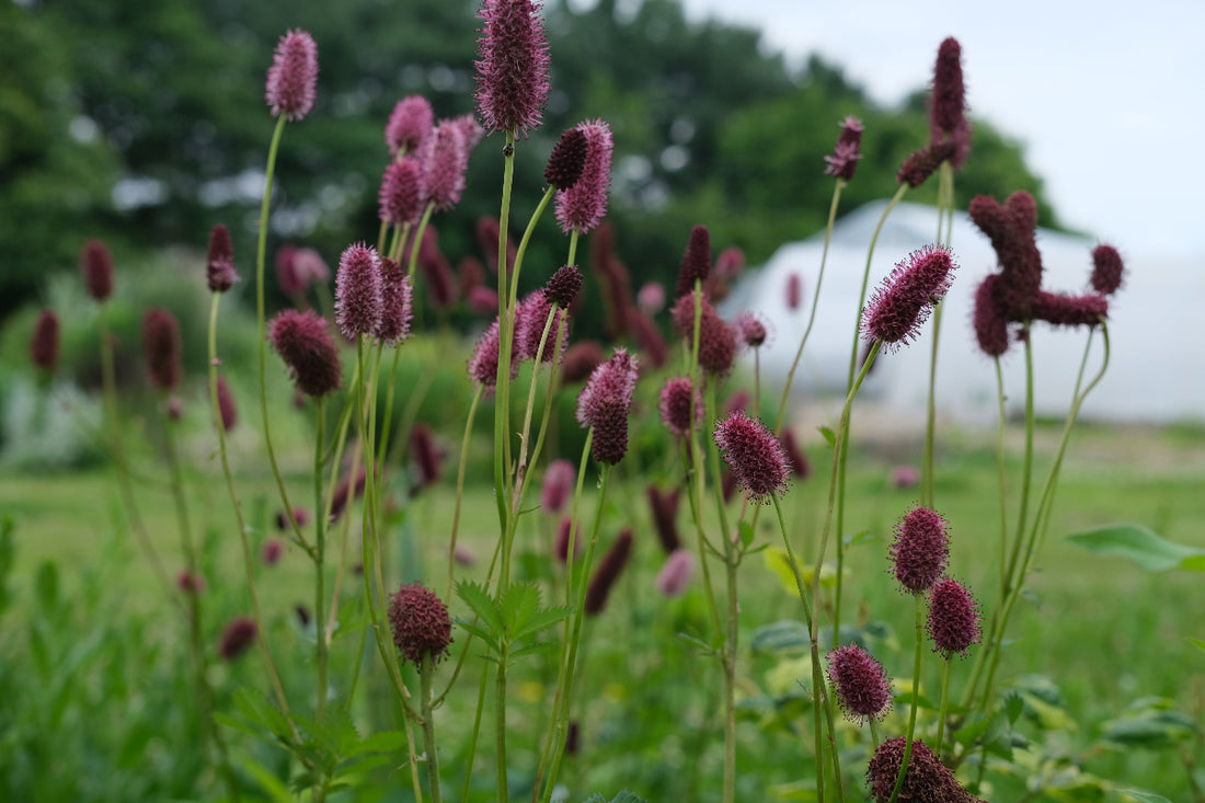 Sanguisorba menziesii (burnet) pink and crimson blooms