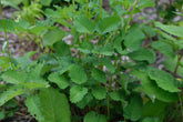 Close-up of green Sanguisorba menziesii (burnet) plants with a blurred natural background