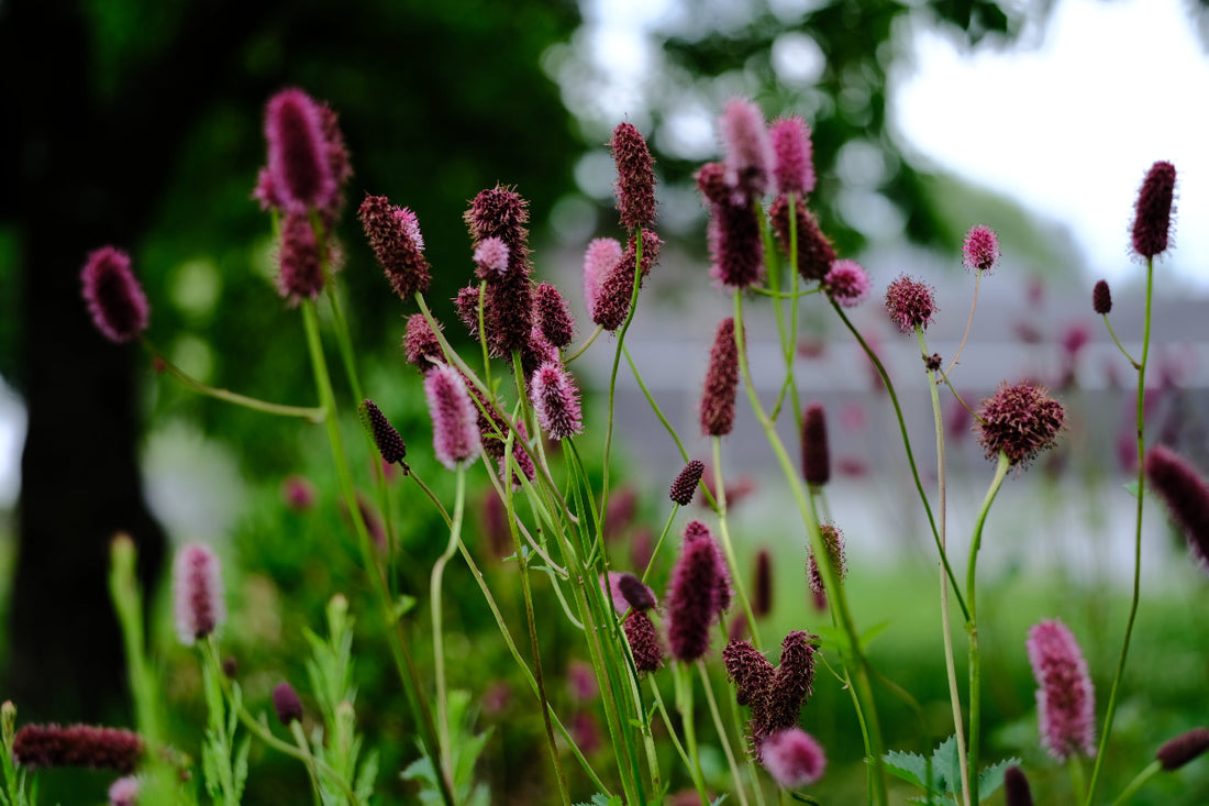 Sanguisorba menziesii (burnet) pink and crimson blooms