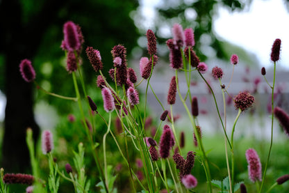 Sanguisorba menziesii (burnet) pink and crimson blooms