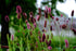 Sanguisorba menziesii (burnet) pink and crimson blooms