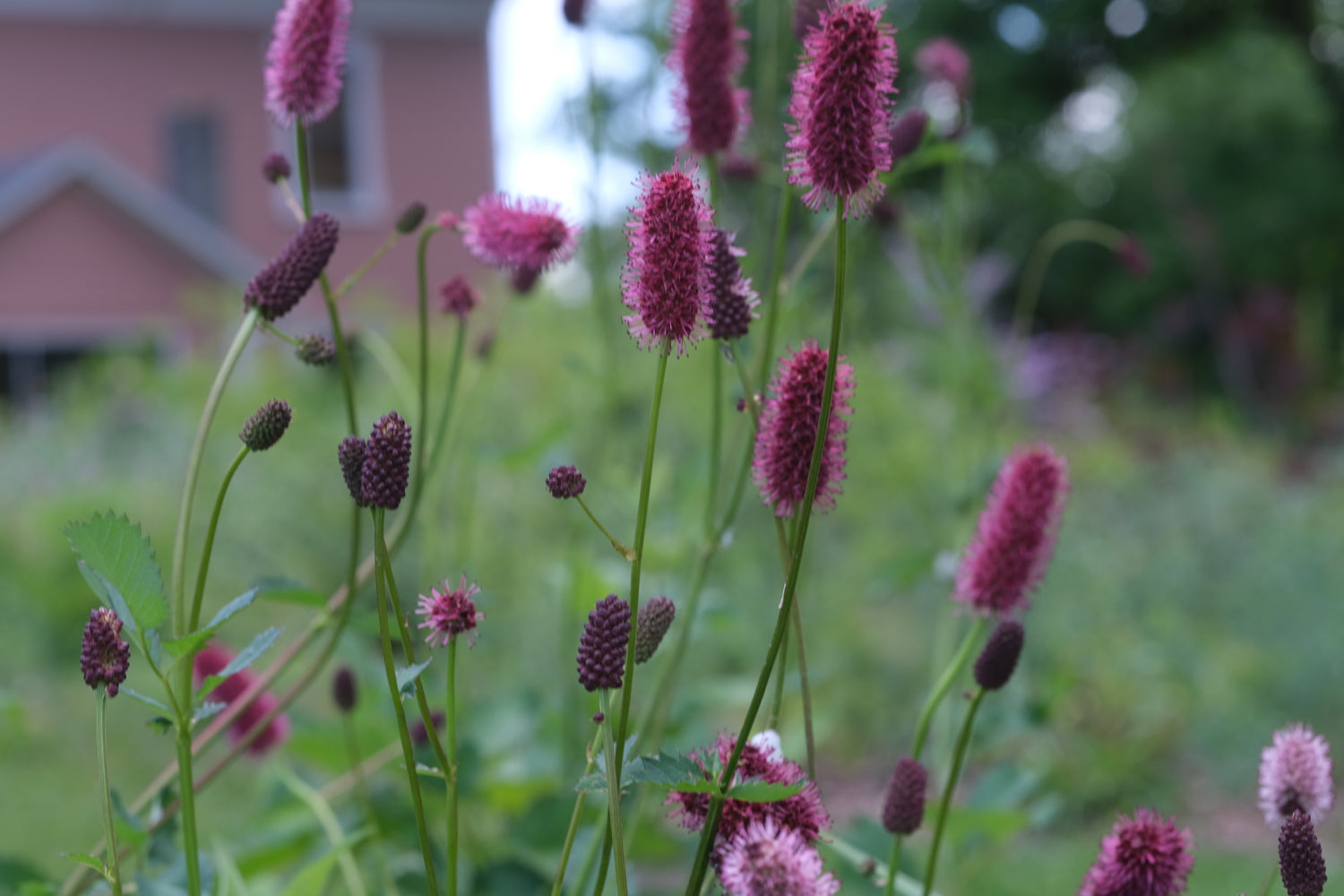 Sanguisorba menziesii (burnet) pink and crimson blooms against a blurred background