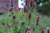 Sanguisorba menziesii (burnet) pink and crimson blooms against a blurred background