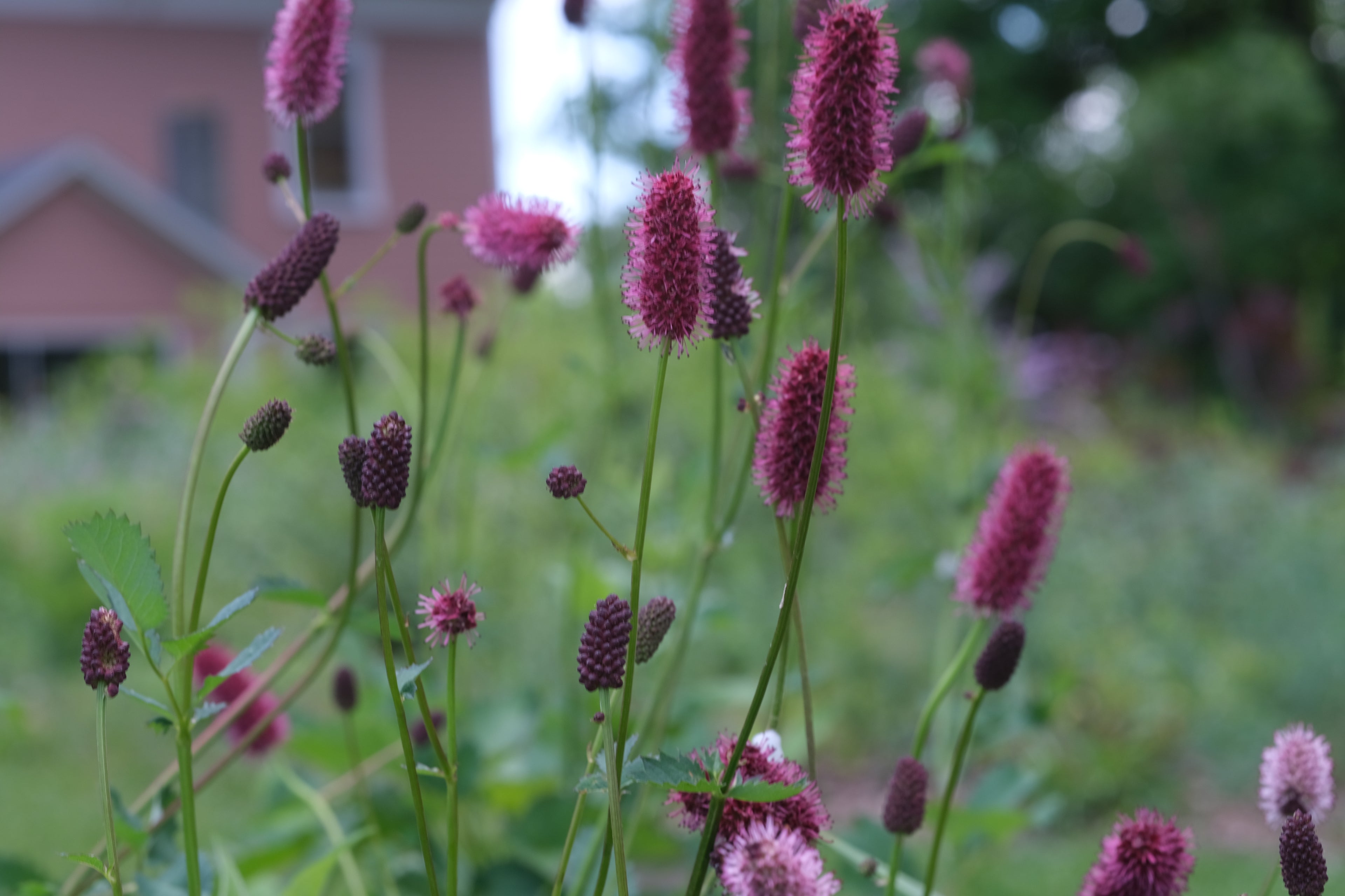 Sanguisorba menziesii (burnet) pink and crimson blooms against a blurred background