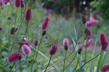 Sanguisorba menziesii (burnet) pink and crimson blooms