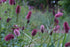 Sanguisorba menziesii (burnet) pink and crimson blooms