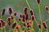 Sanguisorba officinalis (great burnet)