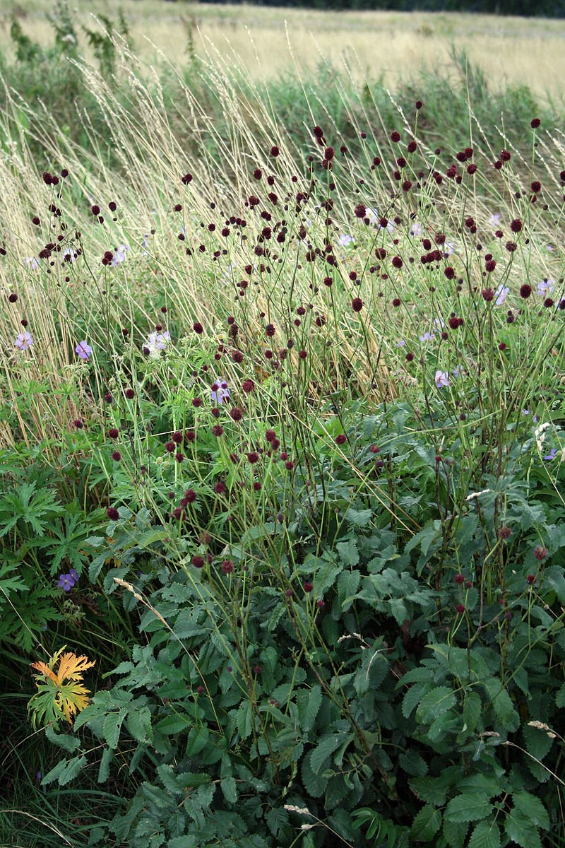 Sanguisorba officinalis (great burnet) in garden