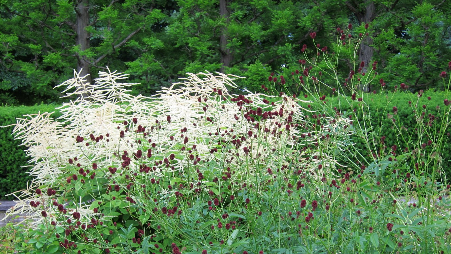 Sanguisorba officinalis (great burnet) with aruncus diocus