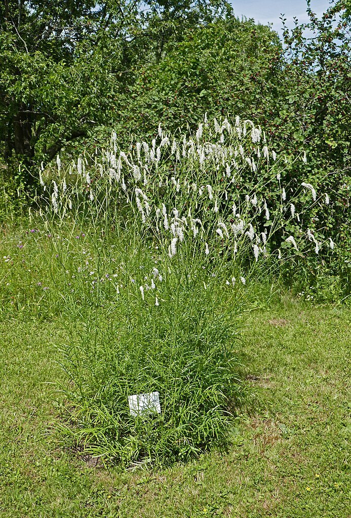 Sanguisorba tenuifolia var. tenuifolia f. alba