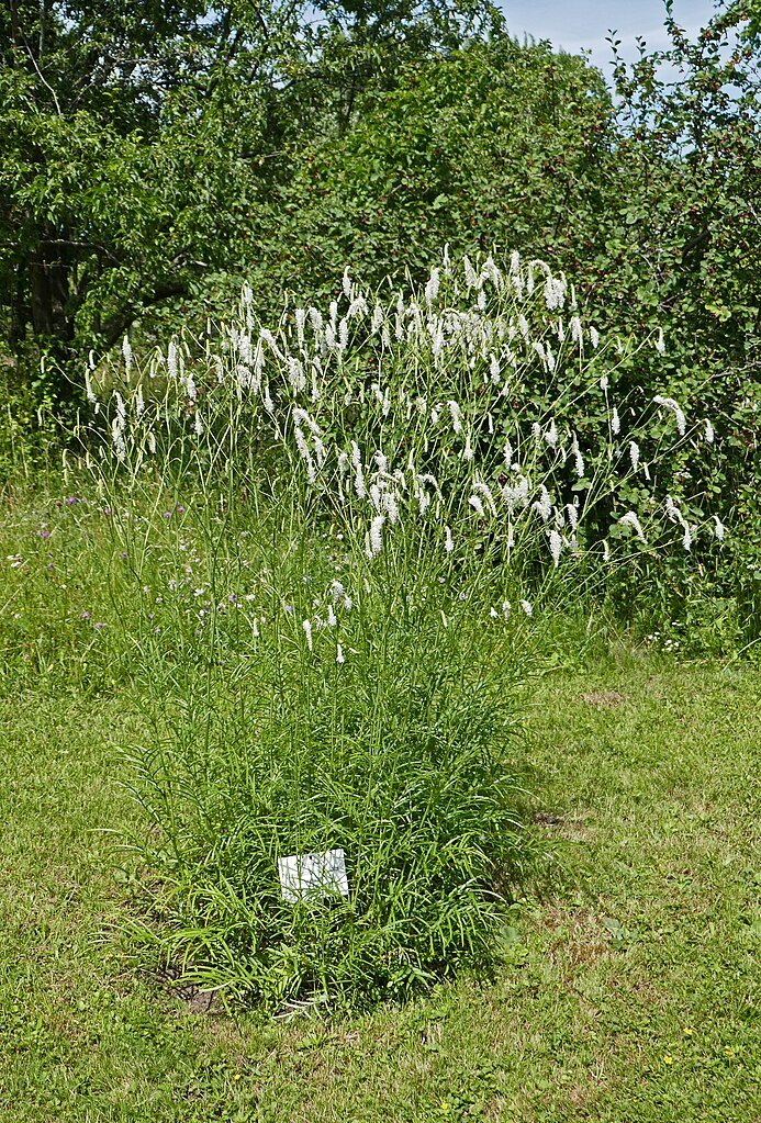 Sanguisorba tenuifolia var. tenuifolia f. alba (white Japanese burnet)