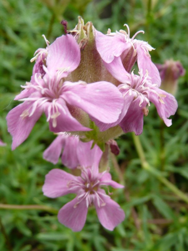 Saponaria caespitosa (Alpine soapwort) pink flowers