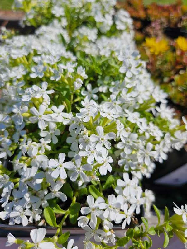 Saponaria ocymoides 'Snow Tip' (rock soapwort)